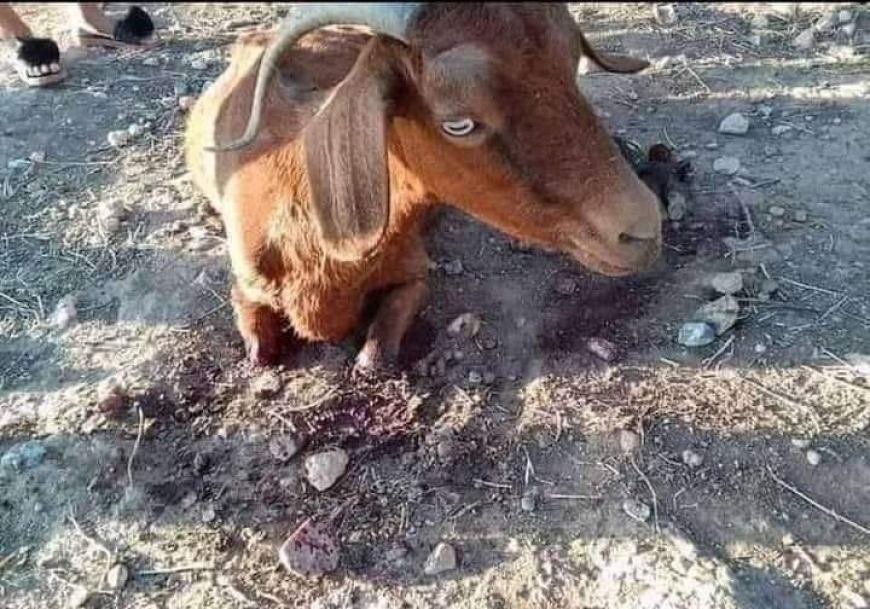 اعتداء وحشي على عنز...شكاية أمام القضاء للكشف عن الفاعل