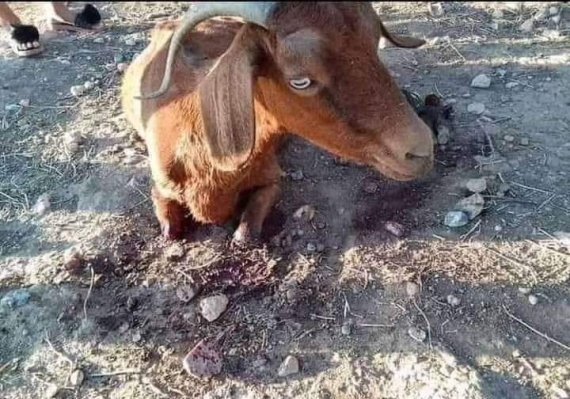 اعتداء وحشي على عنز...شكاية أمام القضاء للكشف عن الفاعل