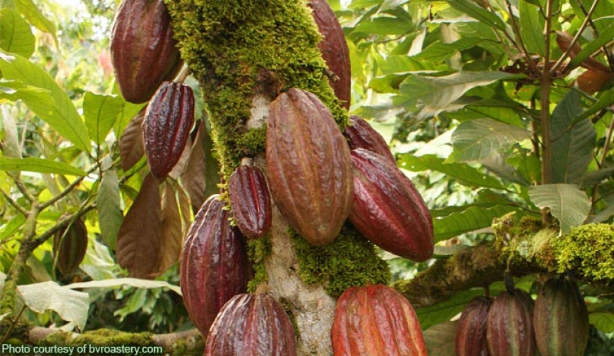 ? Cacao, noix de cajou, caoutchouc : comment se portent les fili&egrave;res fers de lance de l&rsquo;agriculture ivoirienne