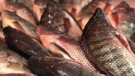 سوسة: حجز 1.054 طنّ من الأسماك وغلال البحر غير صالحة للاستهلاك البشري